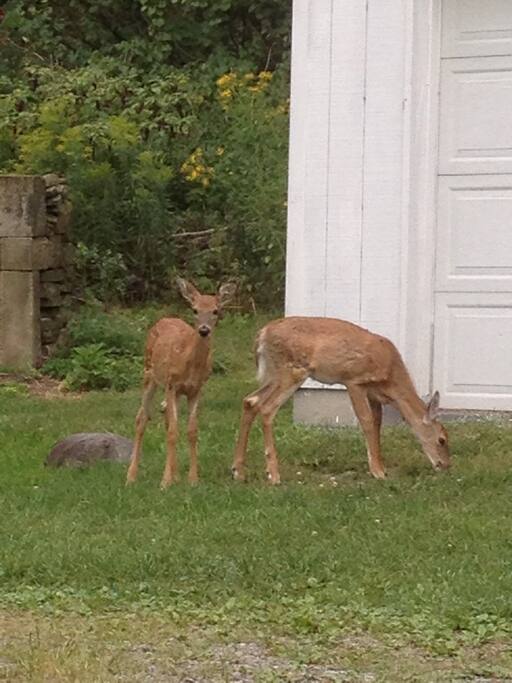 Regular visitors! Twin deer watching us paint!