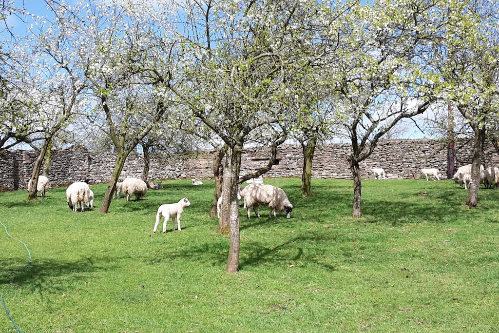 The plum orchard with the new lambs