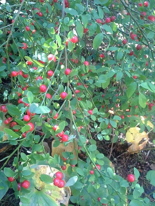 A peaceful resting spot surrounded by huckleberry bushes.
