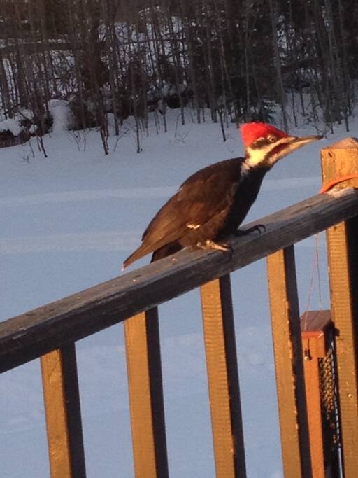 This guy visits often in both winter and summer.