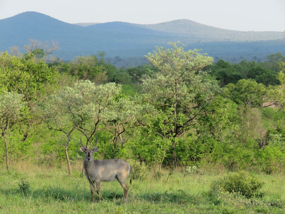 Waterbuck are a common sight, with the beautiful mountains behind