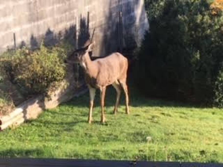 Nature in the yard
