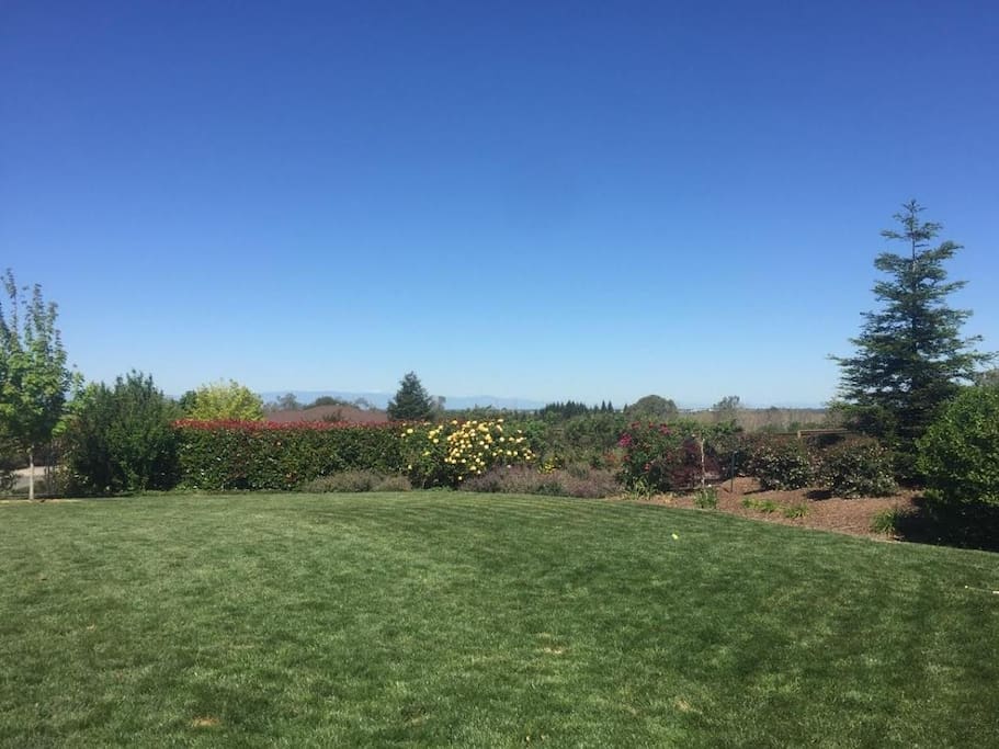Backyard view