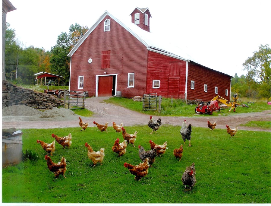 This is our basse cour, and why we call our farm La Basse Cour: The Farmyard.