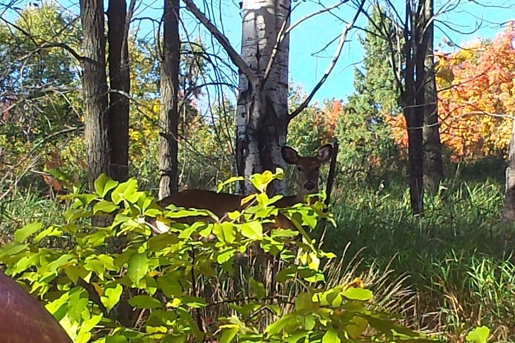 Came upon one of our friends on a walk by the lake