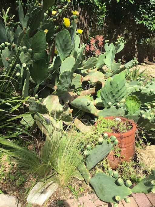 Blooming cactus