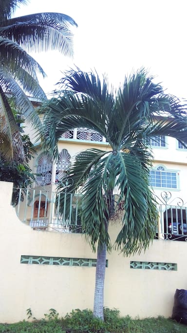Front View 2
