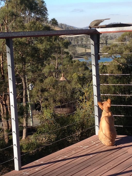 Kaviar bird watching! ( photo at main house)