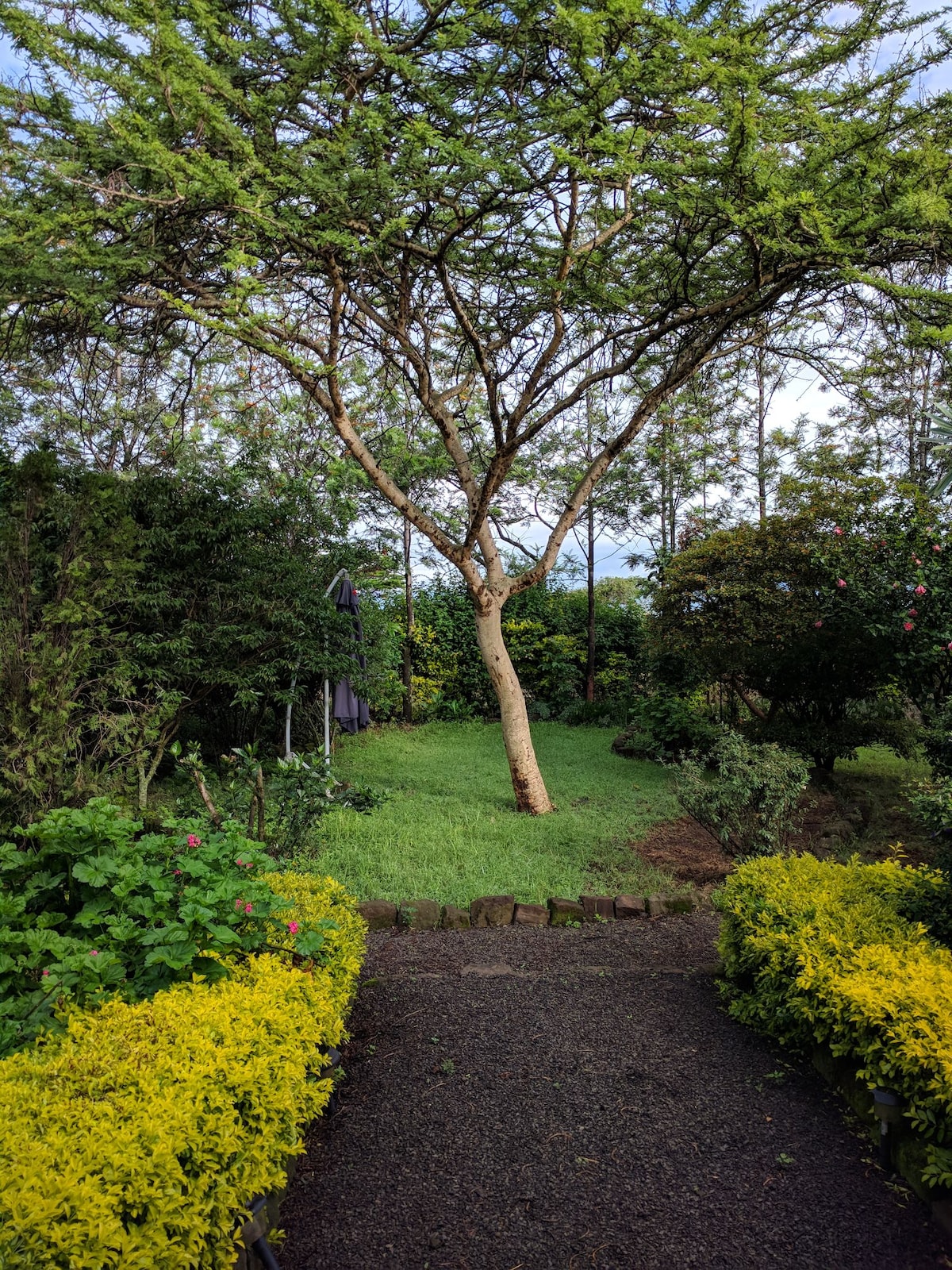 A pathway leads through lush greenery, framed by vibrant yellow flowering plants. An acacia tree stands prominently in the background, surrounded by a diverse array of shrubs and trees, creating a serene outdoor environment.