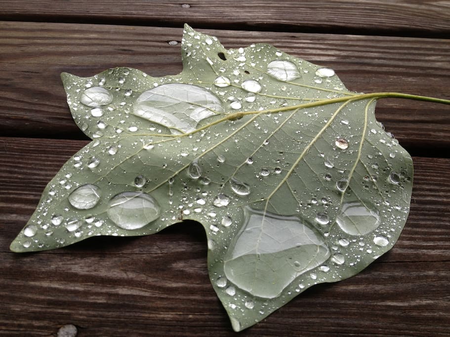 Tulip Poplar leaf after a rainstorm...
