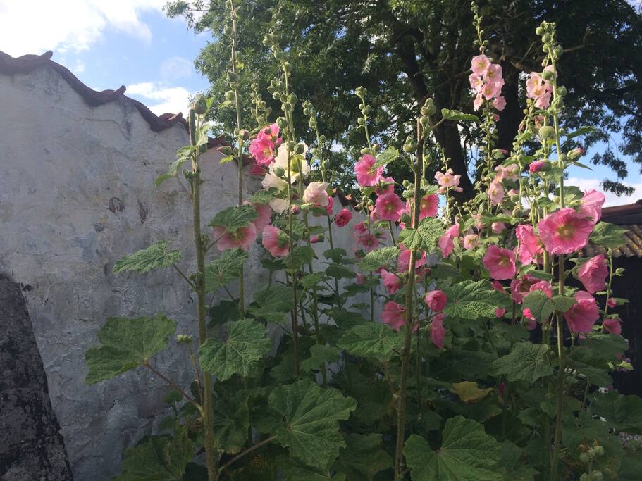 Nice garden