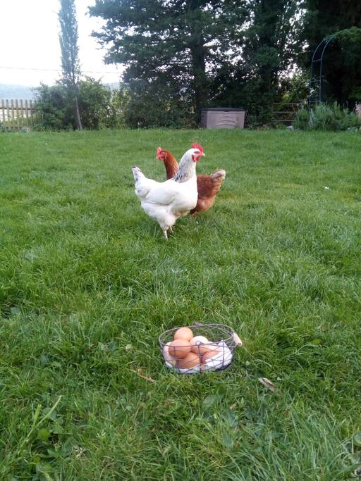 Oeufs frais