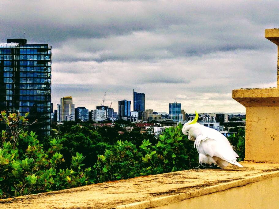 Rooftop - breathtaking Penthouse view of Melbourne skyline and Albert park