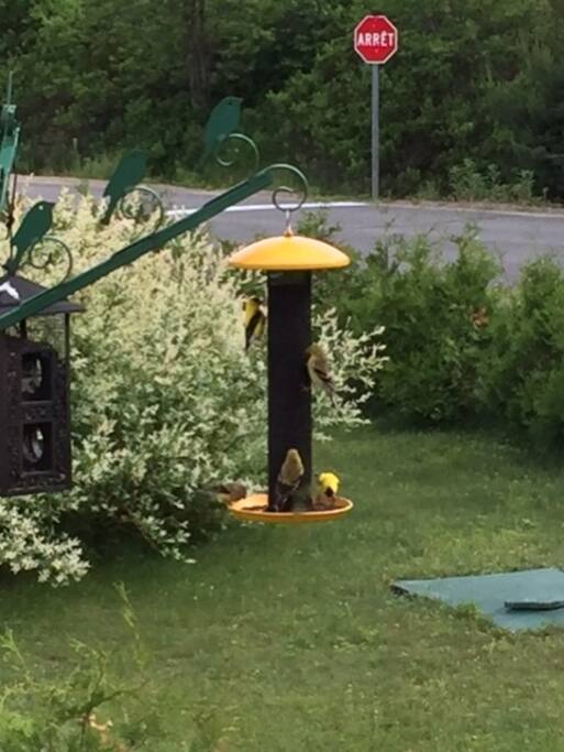 jardin avec oiseaux