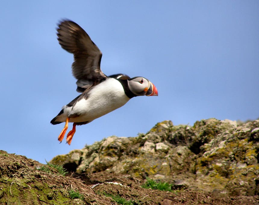 Ideal for visiting skomer island and Puffins!