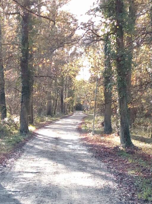 Parties Communes. Chemin d'accès au château, au milieu des bois. Hiver