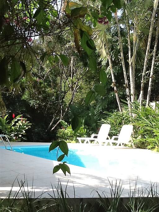 Piscina com Mata Atlântica ao fundo