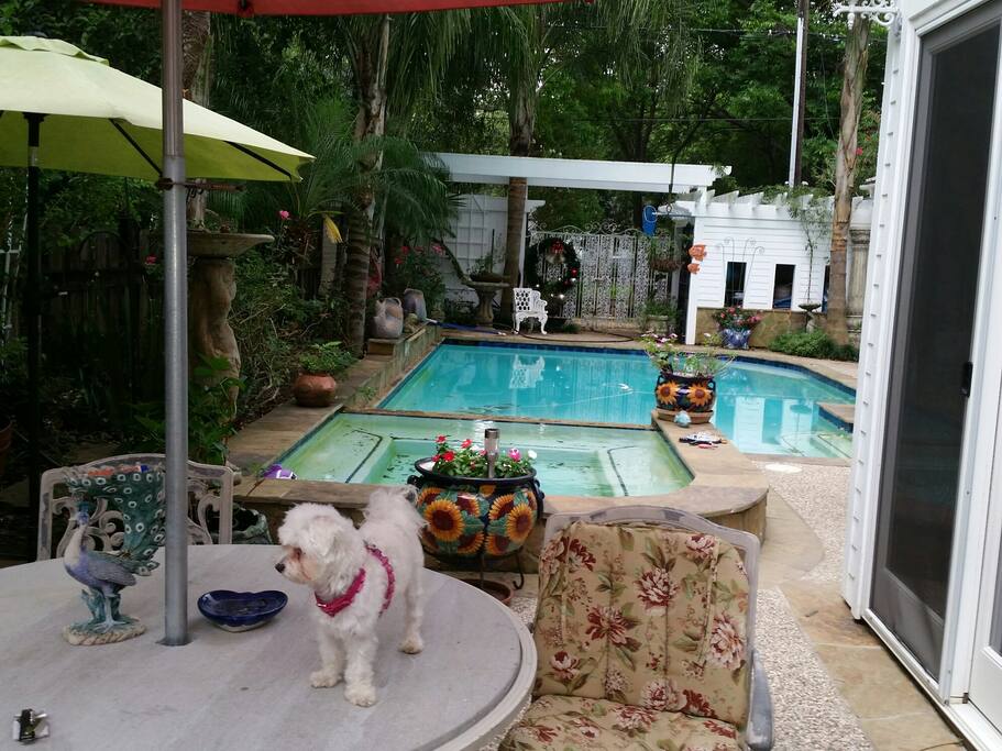 The back yard is all pool and garden