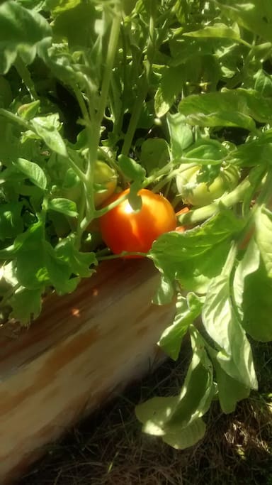Tomatoes