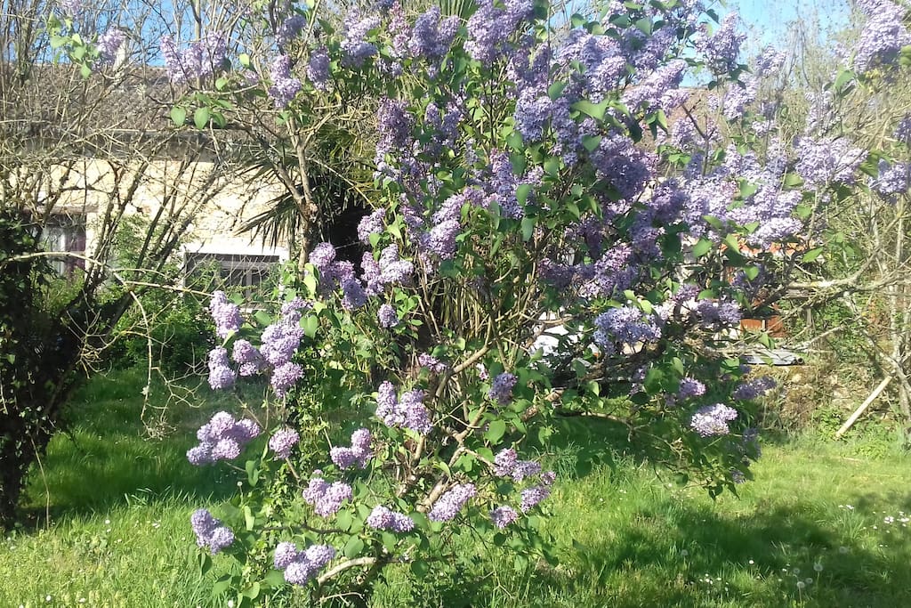 jardin