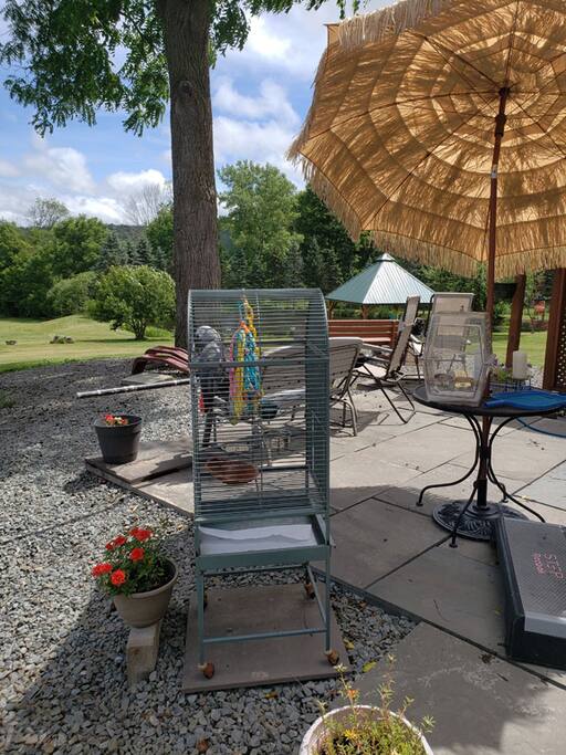 Backyard Patio