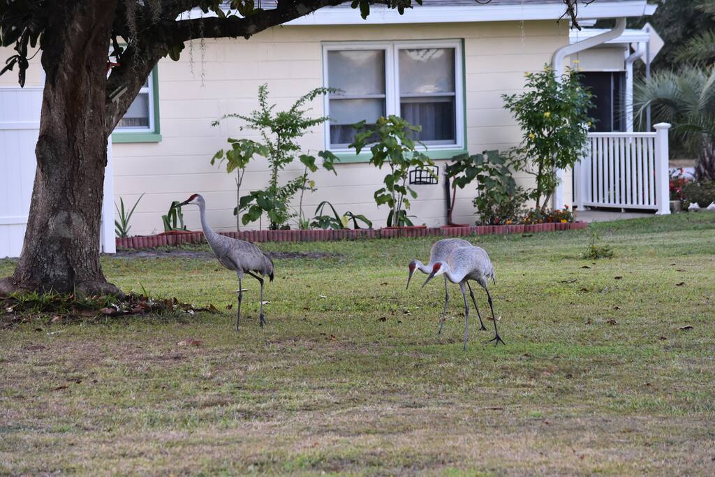 These cranes visit daily.