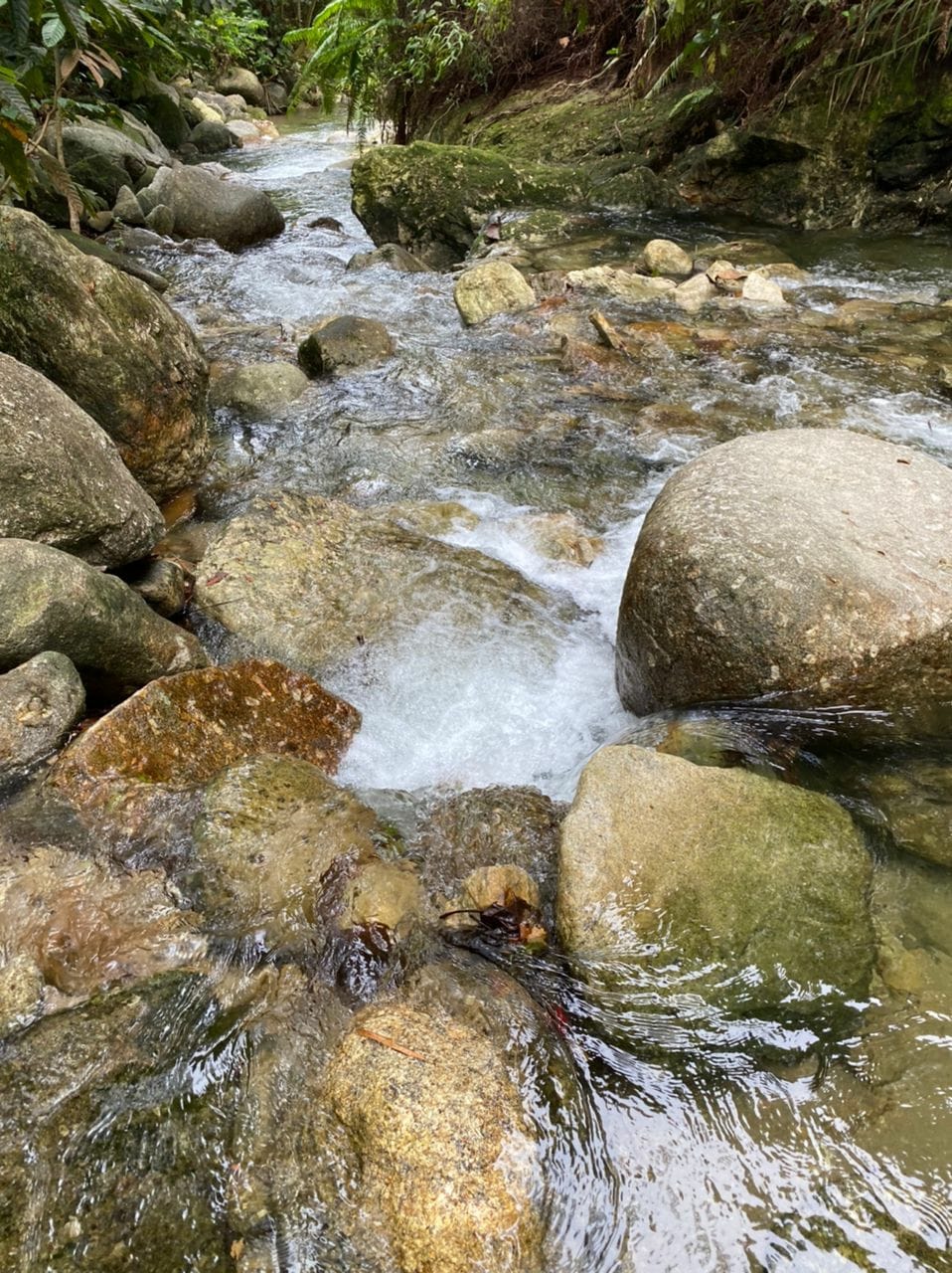 A gentle stream flows over smooth stones, surrounded by lush greenery. Rocks of various sizes punctuate the water, creating a calming natural sound. The sunlight filters through the foliage, casting soft shadows on the water's surface.