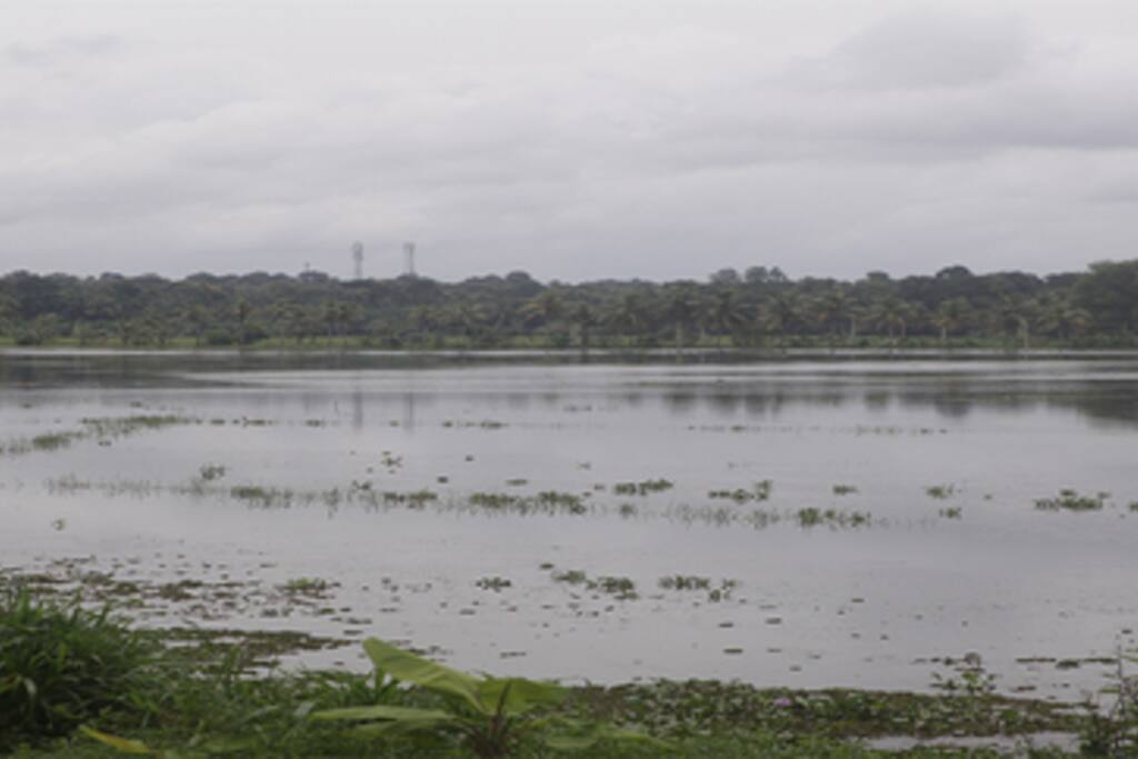 Paddy Feild in front of Homestay