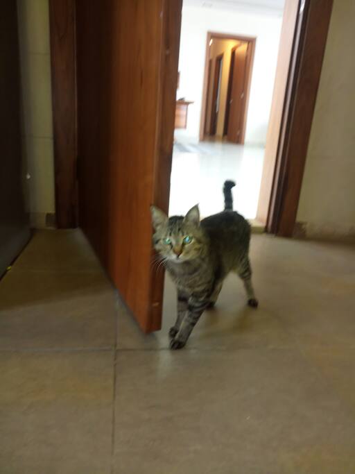 My cat. Really Silent cat. And clean