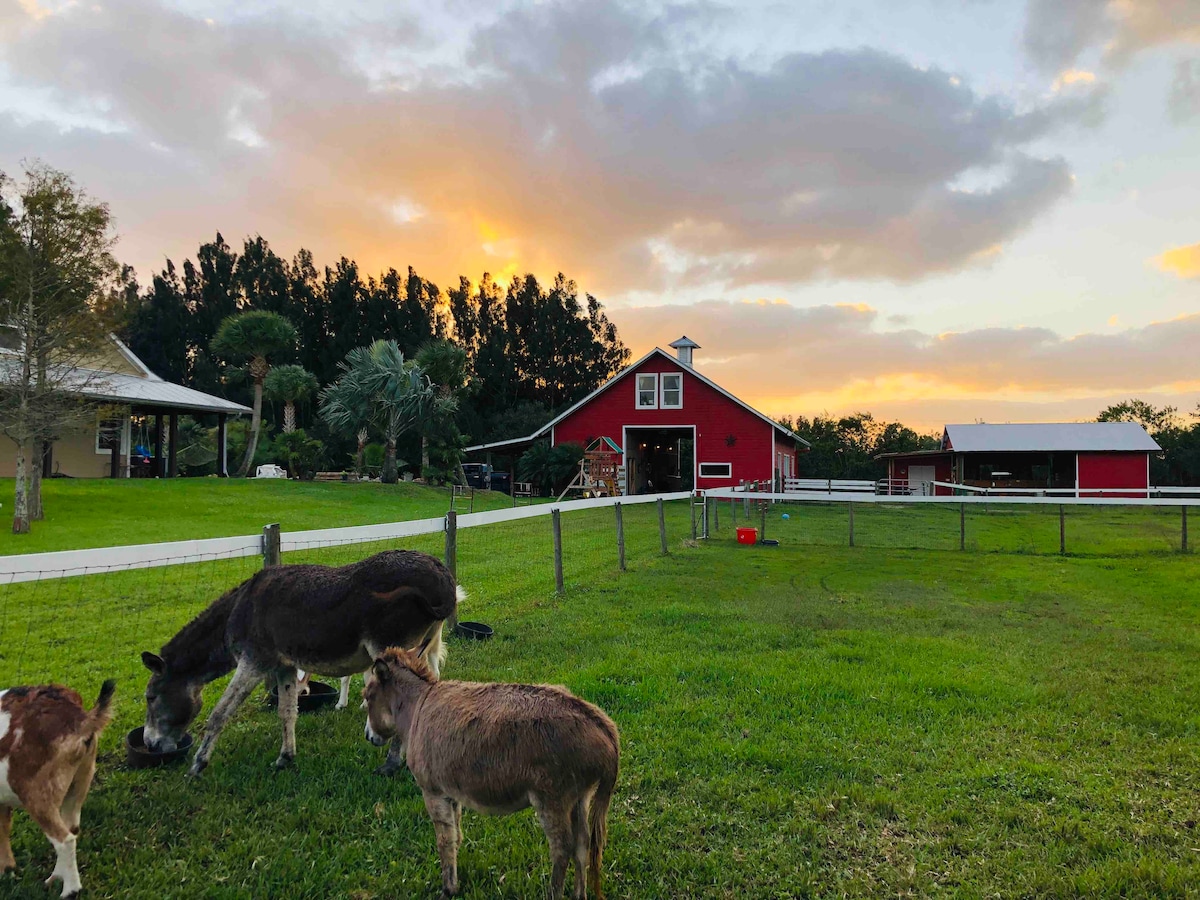 A scenic view of the farm showcases friendly animals grazing on lush green grass in the foreground. In the background, a vibrant red barn is framed by a colorful sunset, with trees lining the horizon, creating a peaceful rural landscape.