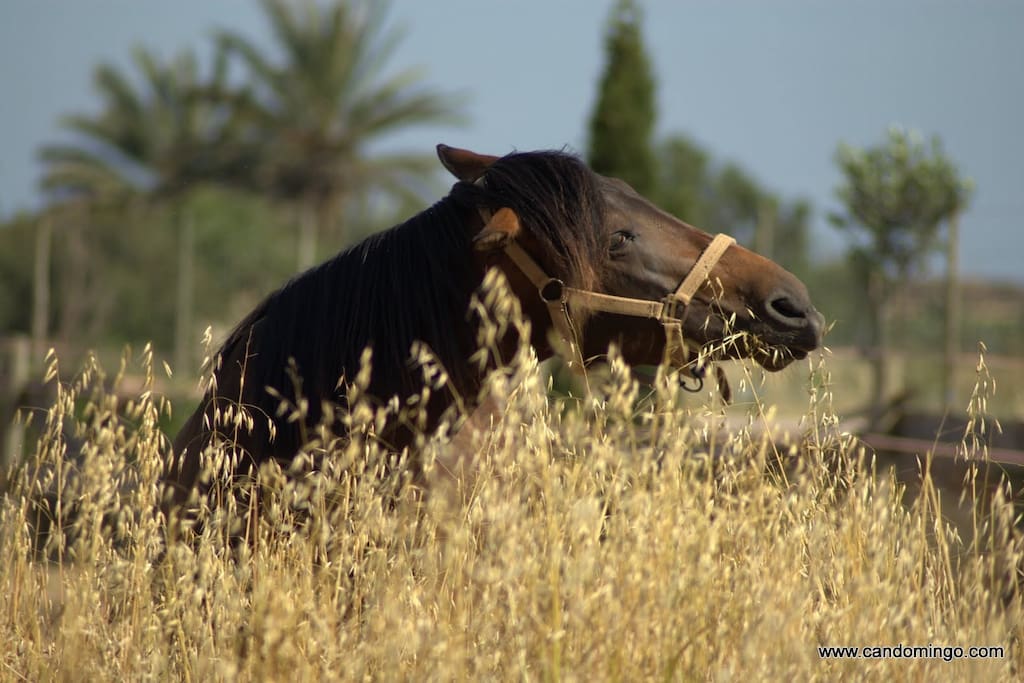 Our horses.