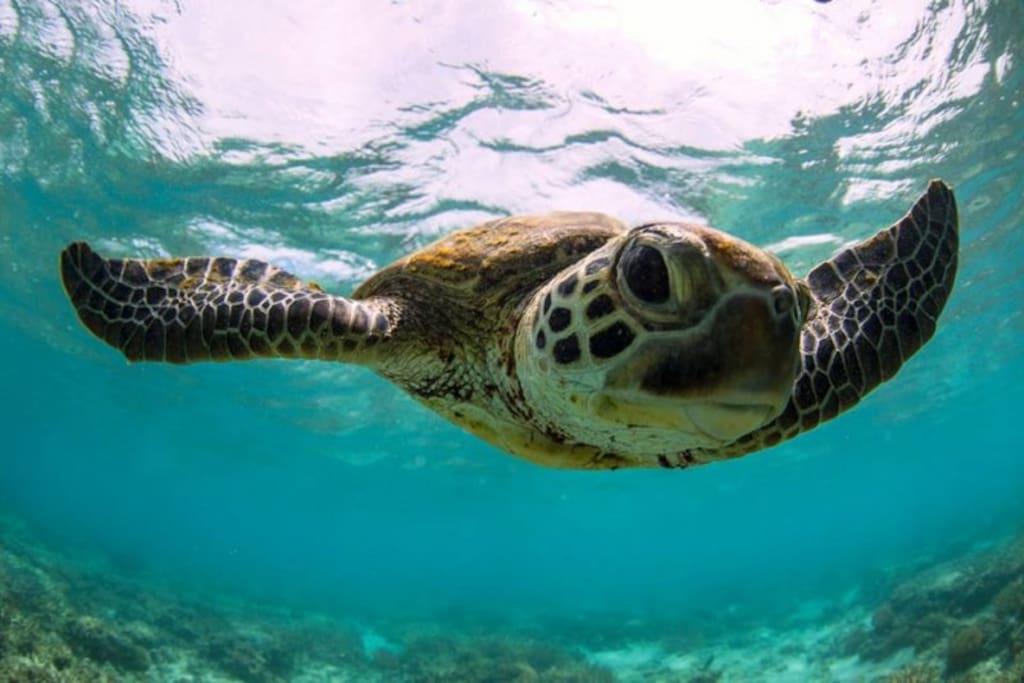 Don't forget to say hi to Terry the Turtle.