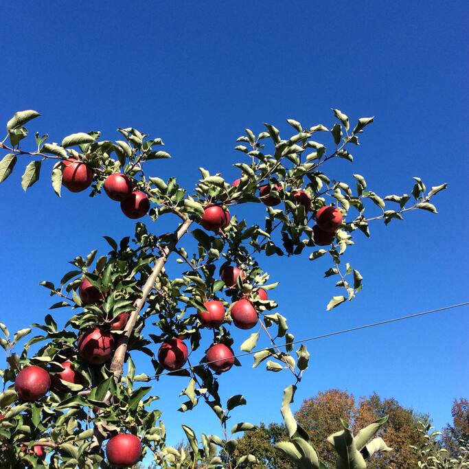 Perfect apples