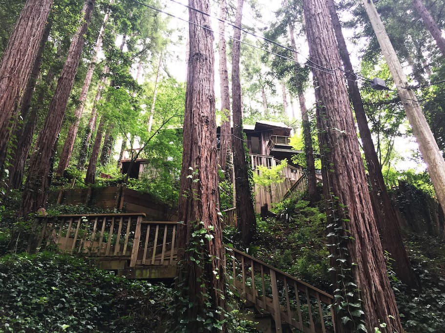 View of the "Tree House" from the road/parking area