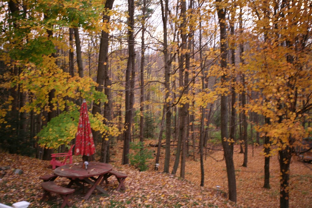 3 acres of woods out back off our deck.
