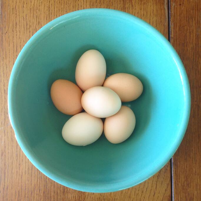 Backyard eggs!