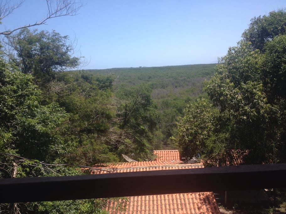 Vista do segundo andar para a floresta do mangue