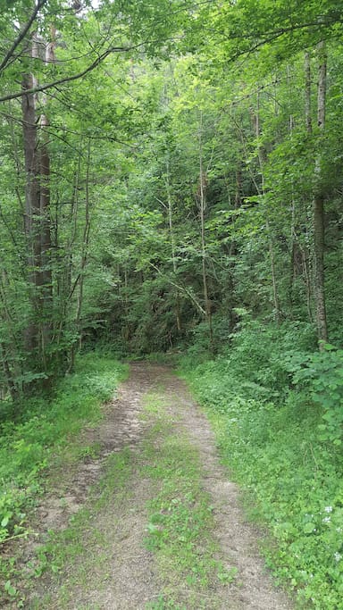 si les arbres ont des pouvoirs ...Alors venez prendre l'air sur les chemins autour du gite