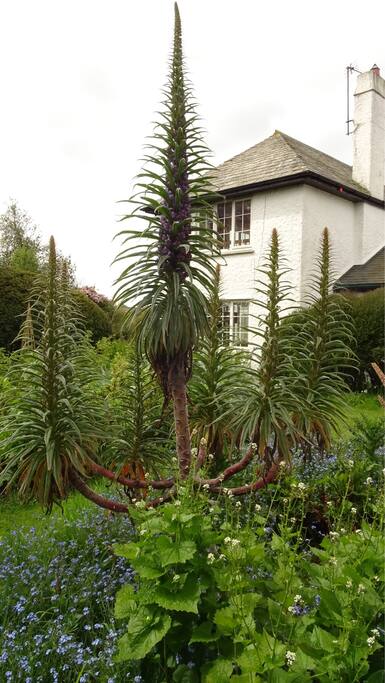 Penhallow Cottage and garden
