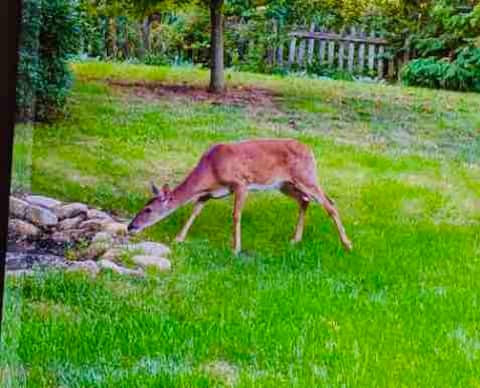 A Peaceful Retreat w/ pretty yard that deer visit