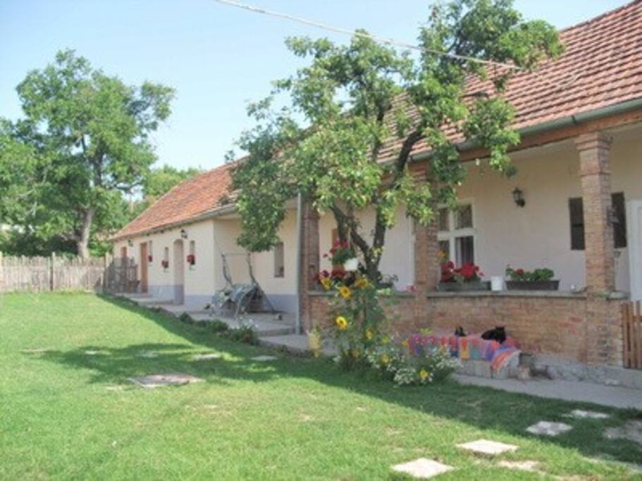 Körtefa bimbója, kihajlott az útra...