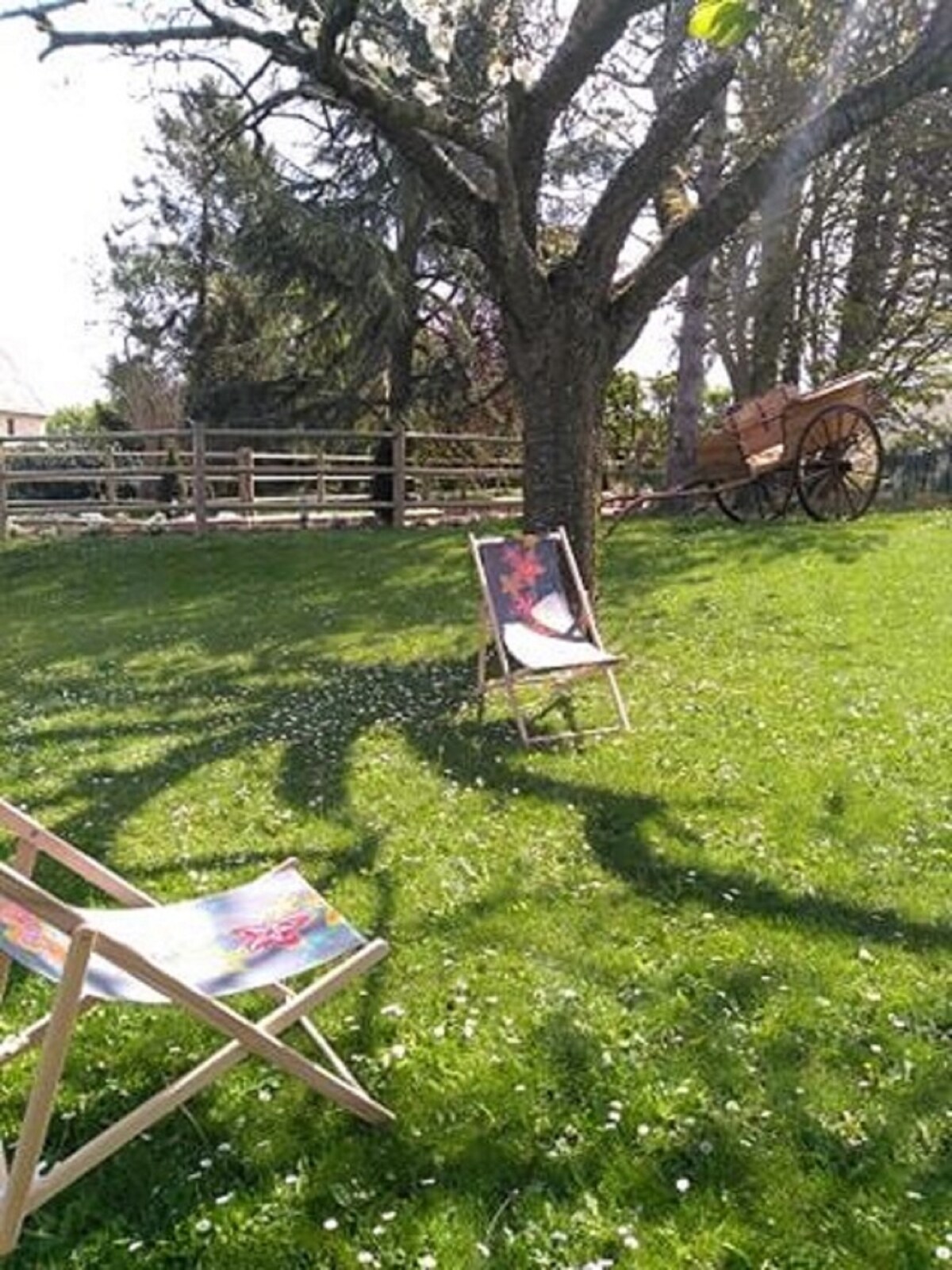 Two wooden deck chairs are positioned on a grassy area, providing a comfortable spot for relaxation. The sunlight casts gentle shadows from a nearby tree, enhancing the serene outdoor setting. In the background, a wooden cart is visible, complementing the rustic charm.