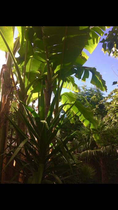 Banana tree in back garden