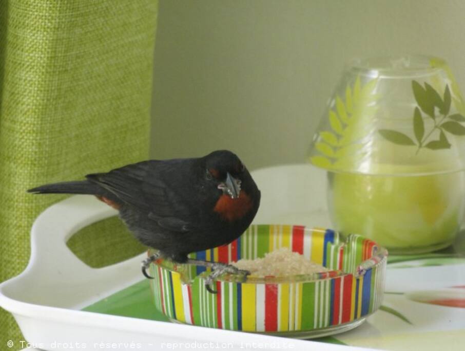 Visite d'oiseaux au petit déjeuner , ils sont toujours en quête d'un morceau de fruits ou de gâteau ....