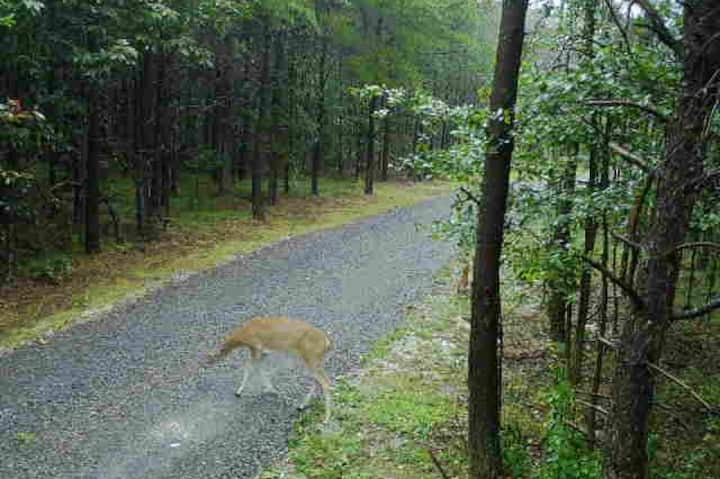 Sleep in the woods, Wake to the birds