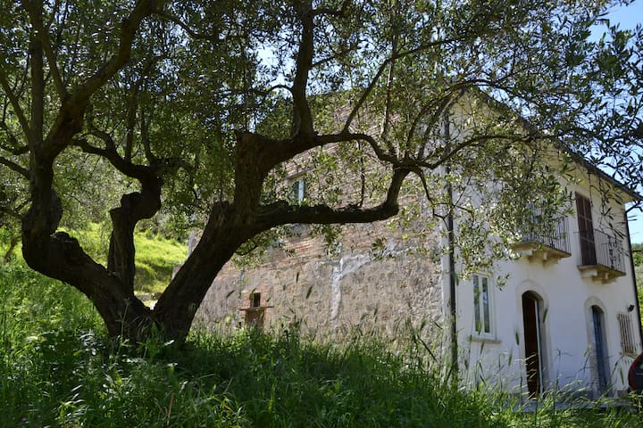 Sleeping between the olive trees in Abruzzo