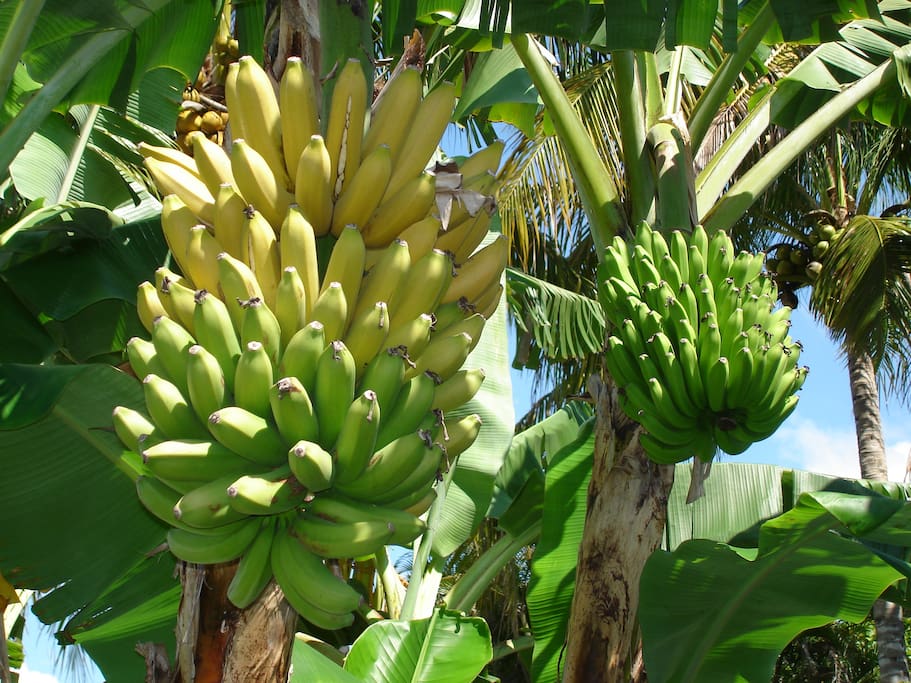 Bananas grow in our garden as well as mangoes and carambolas