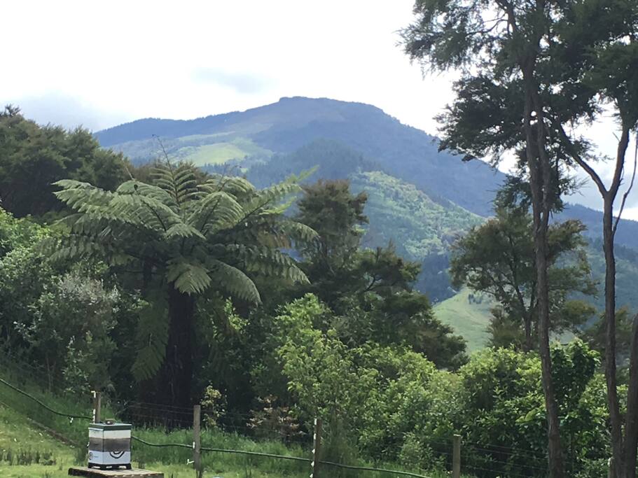 View from deck of Mt Drum Dooen