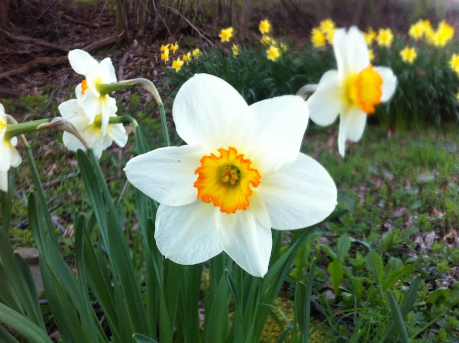 Get Daffy with Daffodils at Applewood