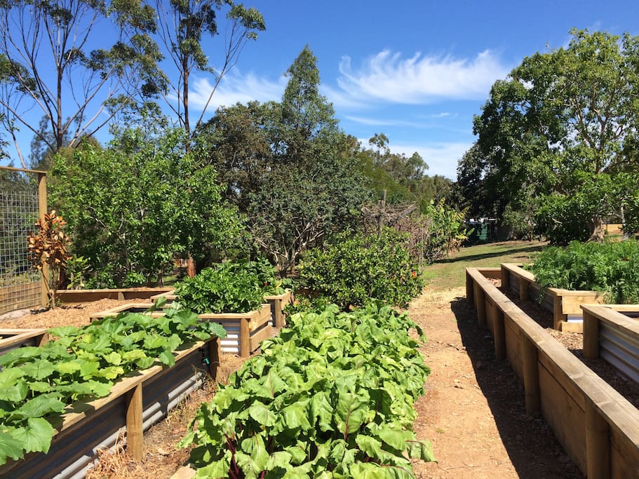Help yourself to the veggies and herbs